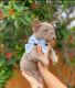 French Bulldog Puppies for sale in Hollywood, FL, USA. price: $10,000
