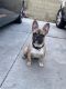 French Bulldog Puppies for sale in Commerce, CA, USA. price: NA