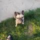 French Bulldog Puppies for sale in Fort Wayne, IN, USA. price: $1,000