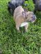 French Bulldog Puppies for sale in Vidalia, GA, USA. price: $2,000