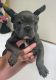 French Bulldog Puppies for sale in St. Petersburg, FL, USA. price: $4,500