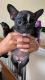 French Bulldog Puppies for sale in Oxnard, CA, USA. price: $3,000