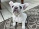 French Bulldog Puppies for sale in Madison, WI, USA. price: $2,500
