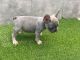 French Bulldog Puppies for sale in Fairburn, GA, USA. price: $3,500