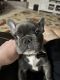 French Bulldog Puppies for sale in Amarillo, TX, USA. price: $3,999