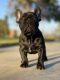 French Bulldog Puppies for sale in Palmdale, CA, USA. price: $3,900