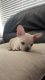 French Bulldog Puppies for sale in Jurupa Valley, CA, USA. price: $1,800