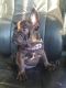 French Bulldog Puppies for sale in Mechanicsville, VA, USA. price: NA