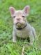 French Bulldog Puppies for sale in Nashville, TN, USA. price: $6,500