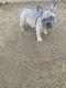 French Bulldog Puppies for sale in Moreno Valley, CA, USA. price: $1,750