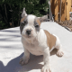 French Bulldog Puppies for sale in Stockton, CA 95206, USA. price: $2,500