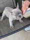 French Bulldog Puppies for sale in Katy, TX, USA. price: $3,500
