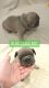 French Bulldog Puppies for sale in Waynesboro, GA 30830, USA. price: NA