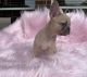 French Bulldog Puppies for sale in Dallas-Fort Worth Metropolitan Area, TX, USA. price: $3,500