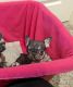 French Bulldog Puppies for sale in Nampa, ID, USA. price: $2,500