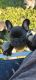 French Bulldog Puppies for sale in Driggs, ID, USA. price: NA