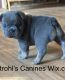 French Bulldog Puppies for sale in North Parkersburg, WV 26104, USA. price: $3,500