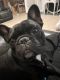 French Bulldog Puppies for sale in Spanish Fort, AL, USA. price: $1,000