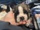 French Bulldog Puppies for sale in Lake Stevens, WA 98258, USA. price: $2,000
