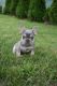 French Bulldog Puppies for sale in Warrenville, IL, USA. price: $3,995