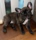 French Bulldog Puppies for sale in Fort Myers Beach, FL 33931, USA. price: NA
