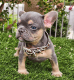 French Bulldog Puppies for sale in Corona, CA, USA. price: $4,500
