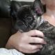 French Bulldog Puppies for sale in Redding, CA, USA. price: $3,000