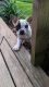 French Bulldog Puppies for sale in Marion, NC 28752, USA. price: $150,000