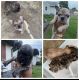 French Bulldog Puppies for sale in Hampton, VA, USA. price: $5,000