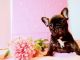 French Bulldog Puppies for sale in Decatur, TX 76234, USA. price: $3,500
