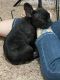 French Bulldog Puppies for sale in Des Moines, IA, USA. price: NA