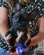 French Bulldog Puppies for sale in Sedgwick, KS 67135, USA. price: $2