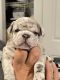 French Bulldog Puppies for sale in North Smithfield, RI, USA. price: $8,500