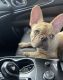 French Bulldog Puppies for sale in Richards Dr, Delaware 19810, USA. price: NA
