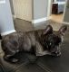 French Bulldog Puppies for sale in Palm Beach, FL, USA. price: NA