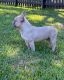 French Bulldog Puppies for sale in Friendswood, TX 77546, USA. price: NA