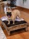French Bulldog Puppies for sale in Broadway, VA 22815, USA. price: $2,500
