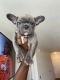 French Bulldog Puppies for sale in Washington, DC, USA. price: $5,000