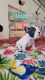 French Bulldog Puppies for sale in Eaton Rapids, MI 48827, USA. price: NA