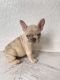French Bulldog Puppies for sale in Homestead, FL, USA. price: NA