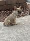 French Bulldog Puppies for sale in Peoria, AZ, USA. price: $2,500