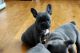 French Bulldog Puppies for sale in 400 N Tampa St #2600, Tampa, FL 33602, USA. price: NA