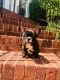 French Bulldog Puppies for sale in Sugar Hill, GA 30518, USA. price: $3,500