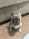 French Bulldog Puppies for sale in Schenectady, NY, USA. price: $3,500