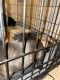 French Bulldog Puppies for sale in Hesperia, CA, USA. price: $10,000