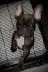 French Bulldog Puppies for sale in Palmdale, CA, USA. price: $1,500