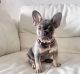 French Bulldog Puppies for sale in Washington, DC, USA. price: $1,500