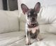 French Bulldog Puppies for sale in Louisville, KY, USA. price: $1,500