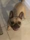 French Bulldog Puppies for sale in Davenport, FL 33837, USA. price: $1,500