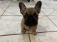 French Bulldog Puppies for sale in Hialeah, FL, USA. price: $2,500